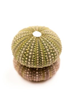 Yeşil deniz kestanesi detayları ile