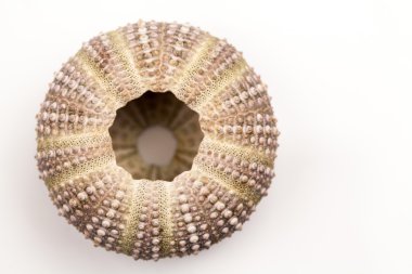 Yeşil deniz kestanesi detayları ile