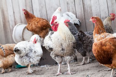 Tavuk ve horoz da arka bahçede