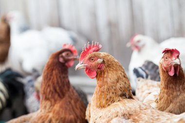 Tavuk ve horoz da arka bahçede