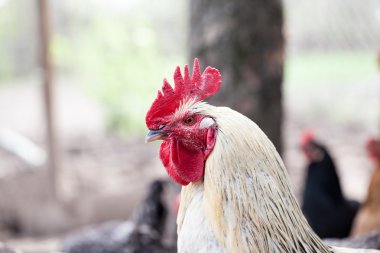Tavuk ve horoz da arka bahçede
