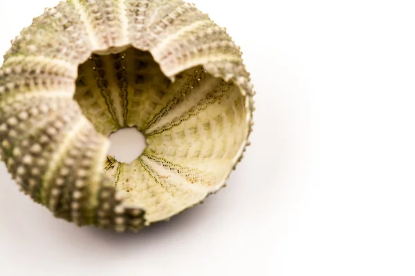 Green sea urchin with details — Stock Photo, Image