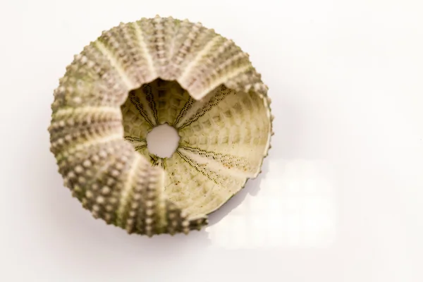 Green sea urchin with details — Stock Photo, Image