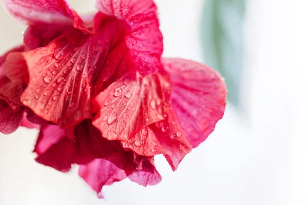Hibiscus rosa-sinensis fiore con gocce d'acqua — Foto Stock