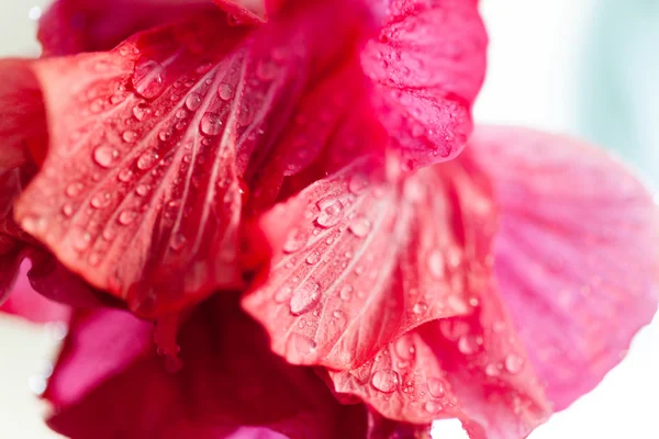 Hibiscus rosa-sinensis fiore con gocce d'acqua — Foto Stock