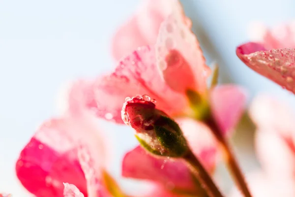 Flor de geranio con detalles y gotas de agua — Foto de Stock