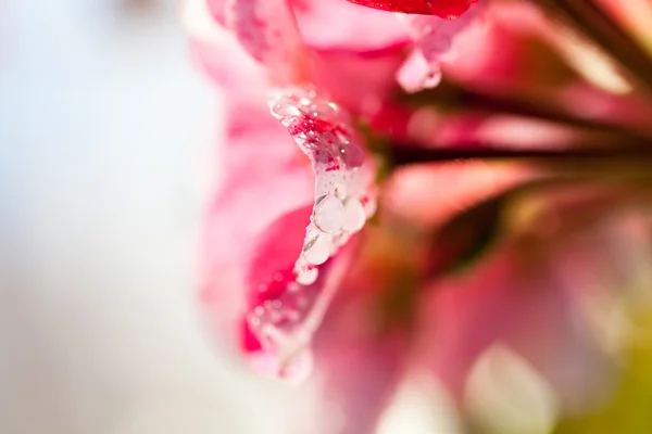 Fleur de géranium avec détails et gouttes d'eau — Photo