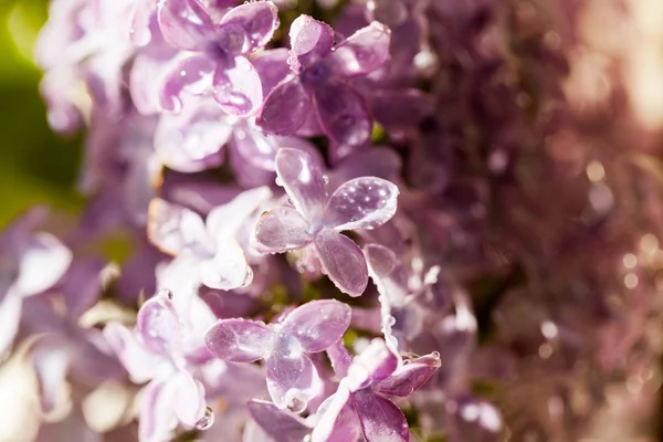 Lilak (Syringa vulgaris) z kropli wody — Zdjęcie stockowe