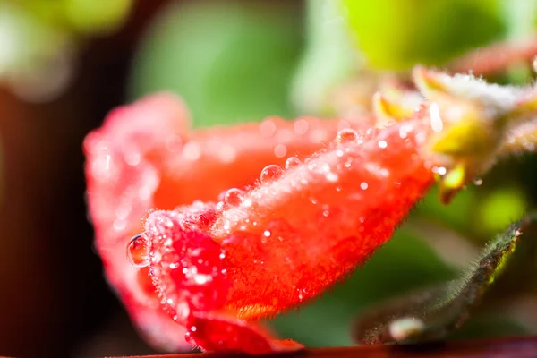 Détails fleurs rouges avec gouttes d'eau — Photo