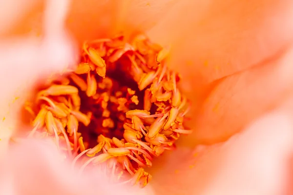 Барвиста, красива, ніжна троянда з деталями — стокове фото