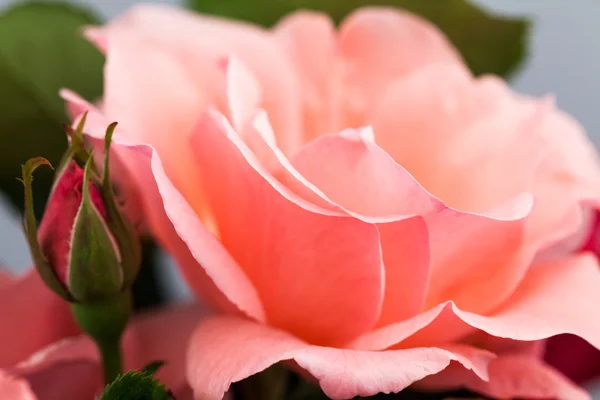Colorful, beautiful, delicate rose with details — Stock Photo, Image