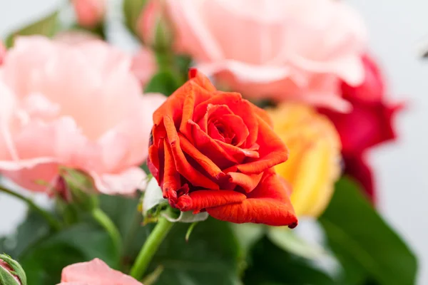 详细的色彩鲜艳、 美丽、 细腻的玫瑰 — 图库照片