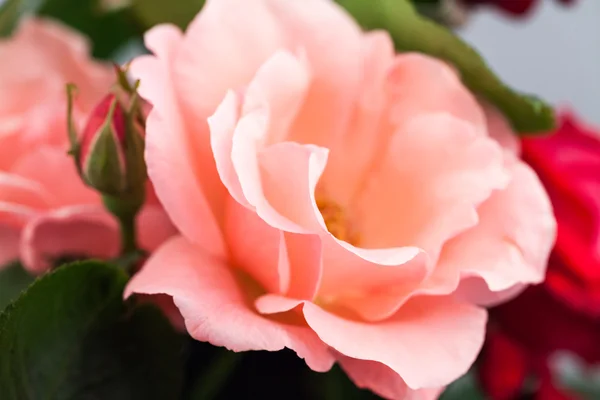 Rosa colorata, bella, delicata con dettagli — Foto Stock