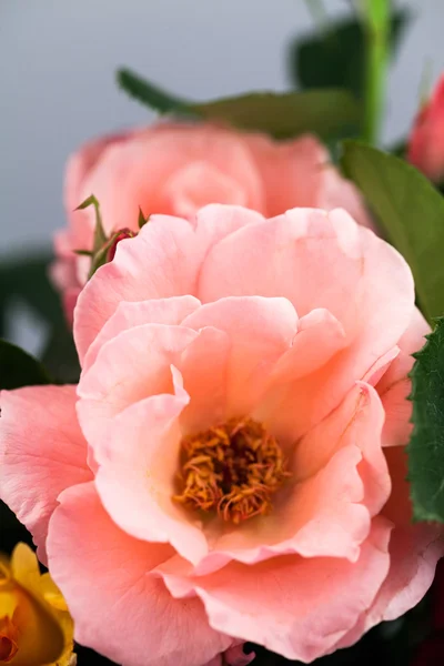 Kleurrijke, mooie, delicate rose met details — Stockfoto