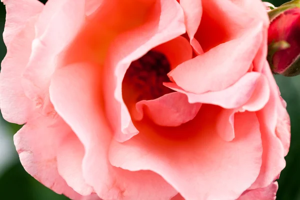 Farbenfrohe, schöne, zarte Rose mit Details — Stockfoto