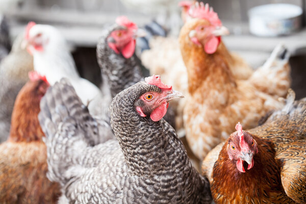 Hens and rooster in the backyard