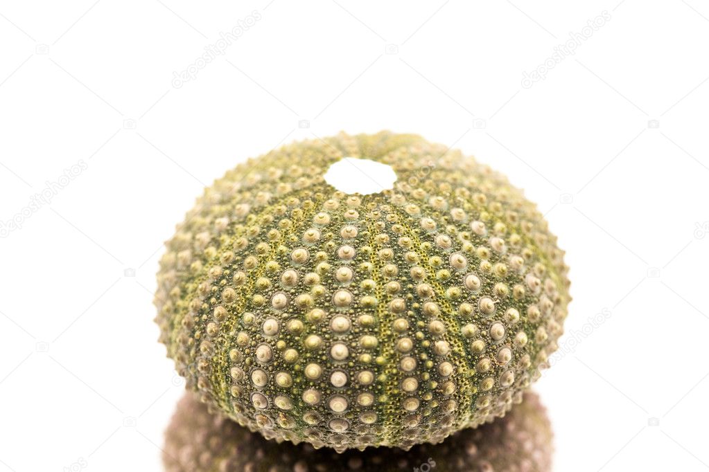 Green sea urchin with details
