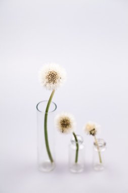 Karahindiba tohum ve gri arka plan ile küçük cam objeler ile kompozisyon