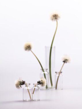 Karahindiba tohum ve gri arka plan ile küçük cam objeler ile kompozisyon