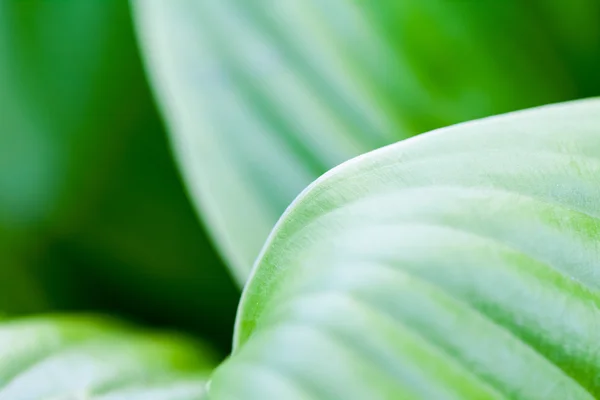 Green, abstract composition with leaf texture and soft focus — Stock Photo, Image