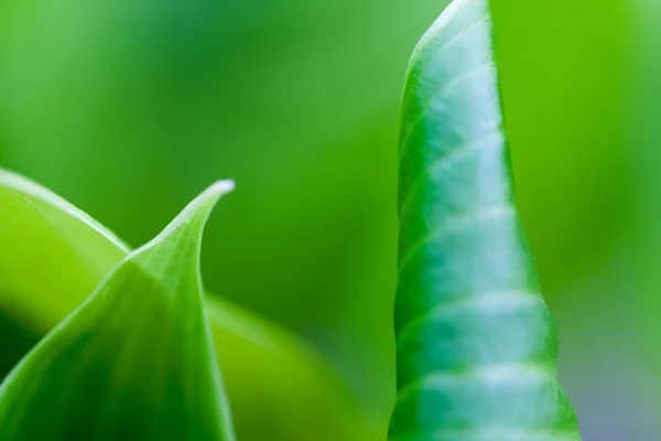 Yaprak doku ve yumuşak odak yeşil, soyut kompozisyonu — Stok fotoğraf