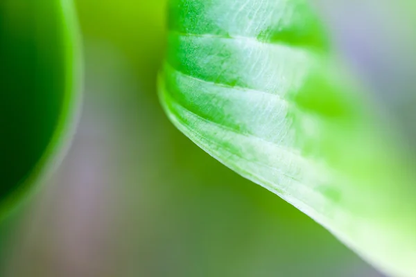 Composição verde e abstrata com textura foliar e foco suave — Fotografia de Stock