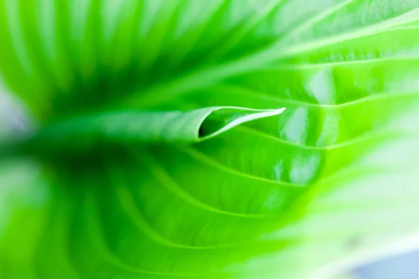 Green, abstract composition with leaf texture and soft focus — Stock Photo, Image