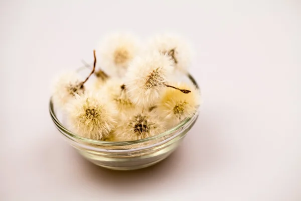 Samenstelling met paardebloem zaden en kleine glazen objecten met grijze achtergrond — Stockfoto