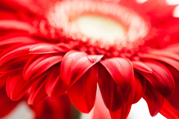 Gerbera jamesonii - flor bonita vermelha com detalhes macro — Fotografia de Stock