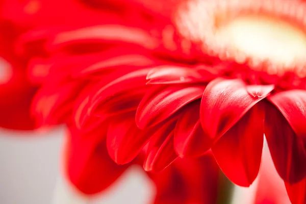 Gerbera jamesonii - flor bonita vermelha com detalhes macro — Fotografia de Stock