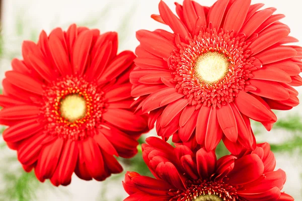 Gerbera jamesonii - красный красивый цветок с макро деталями — стоковое фото