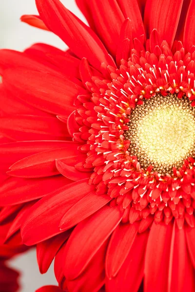 Gerbera jamesonii - rode mooie bloem met macro details — Stockfoto