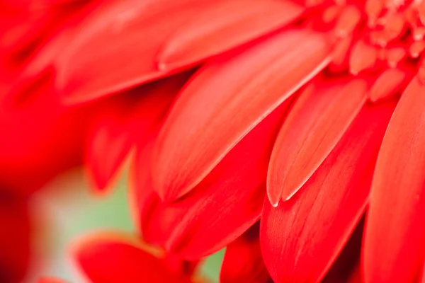 Gerbera jamesonii - röd vacker blomma med makro Detaljer — Stockfoto