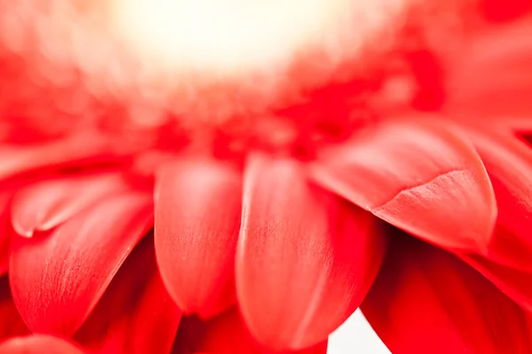 Gerbera jamesonii - bellissimo fiore rosso con macro dettagli — Foto Stock