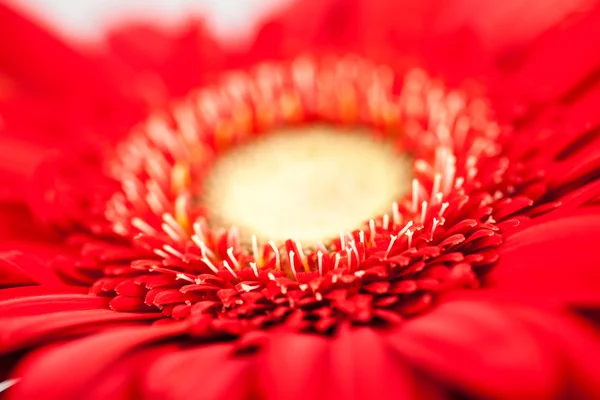 Gerbera jamesonii - rode mooie bloem met macro details — Stockfoto