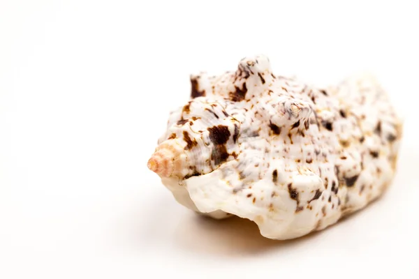 Conchas marinas - colores y textura con fondo blanco — Foto de Stock