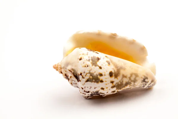 貝殻の色と白の背景に質感 — ストック写真