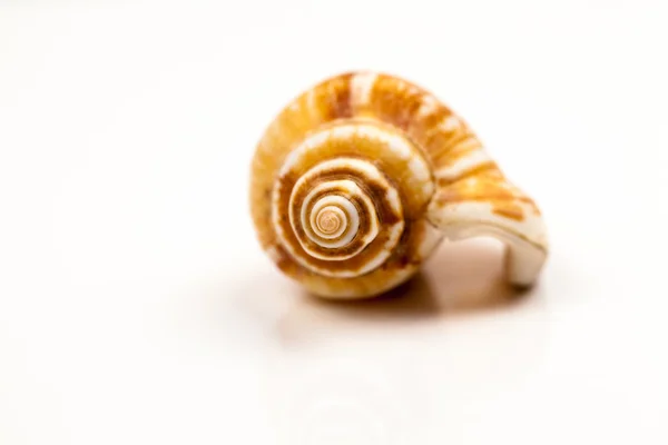 Seashells - colori e texture con sfondo bianco — Foto Stock