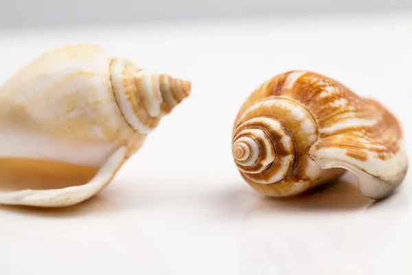 Seashells - colori e texture con sfondo bianco — Foto Stock