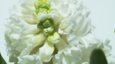 Güzel sümbül çiçek açan - zaman atlamalı 