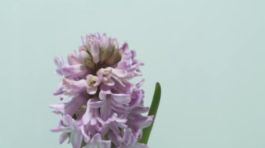 Güzel sümbül çiçek açan - zaman atlamalı 