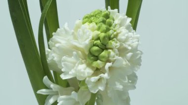 Güzel sümbül çiçek açan - zaman atlamalı 