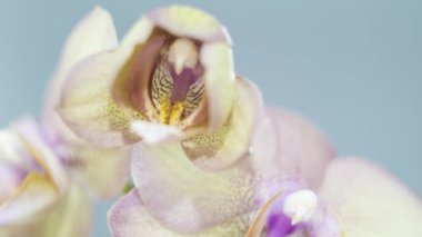 Orkide çiçek çiçek açan - zaman atlamalı 