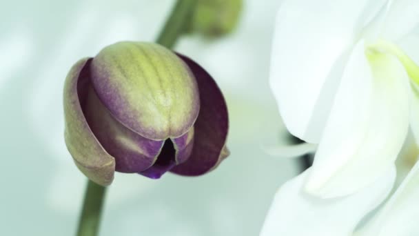 Flor Orquídea Florescendo Lapso Tempo — Vídeo de Stock