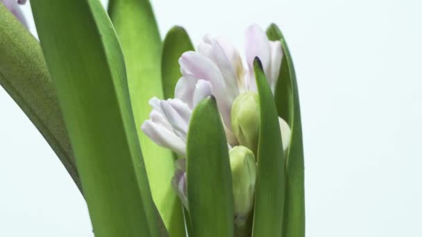 Beautiful Hyacinth Blooming Time Lapse — Stock Video