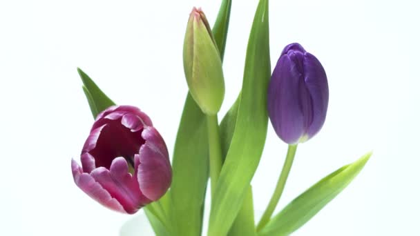 Krásné tulipány kvetoucí - časová prodleva 