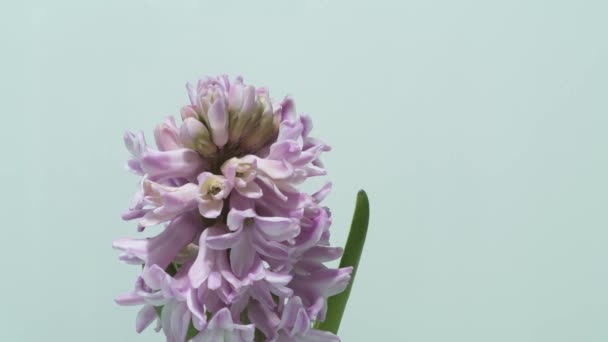 Beautiful hyacinth blooming - time lapse — Stock Footage Beautiful Hyacinth Blooming Time Lapse Stock Video