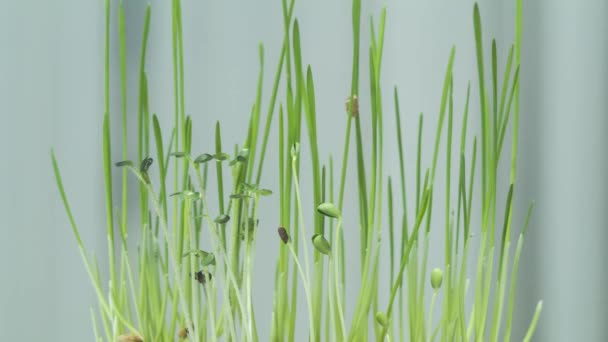 Kleine Pflanzen Die Wachsen Weizen Senf Flachs Zeitraffer — Stockvideo