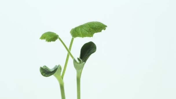 Тыквенные Маленькие Растения Растут Время Истекло — стоковое видео