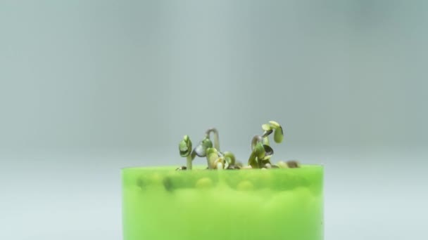 Горчичные Мелкие Растения Срок Годности — стоковое видео